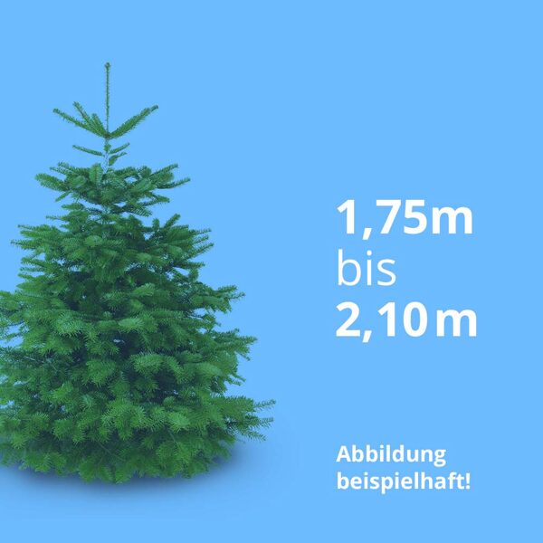 1,75 m bis 2,10 m, Premiumqualität, inkl. Zulieferung
